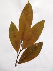 Erythroxylum gracilipes