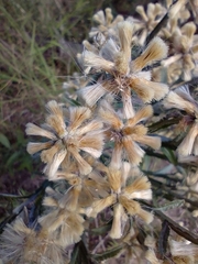 Pterocaulon angustifolium