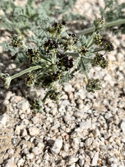 Lomatium mohavense
