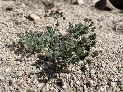 Lomatium mohavense