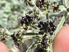 Lomatium mohavense