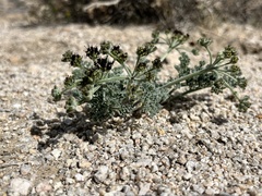 Lomatium mohavense