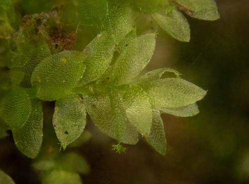 Hookeria acutifolia