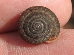 Inflectarius inflectus