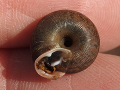 Inflectarius inflectus