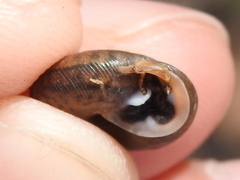 Inflectarius inflectus