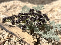 Lomatium mohavense