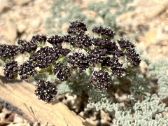 Lomatium mohavense