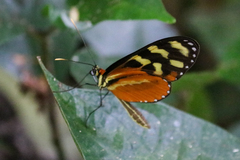 Mechanitis polymnia isthmia