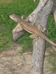 Microlophus occipitalis