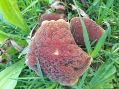 Hortiboletus bubalinus