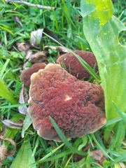 Hortiboletus bubalinus