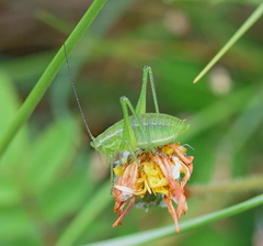 Poecilimon macedonicus