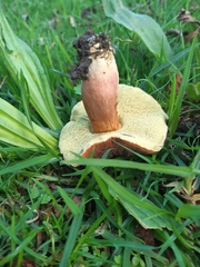 Hortiboletus bubalinus