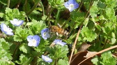 Apis mellifera