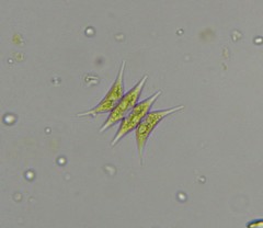 Tetradesmus lagerheimii