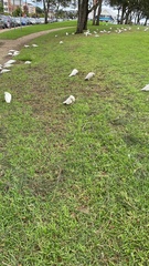 Cacatua sanguinea