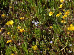 Downingia ornatissima
