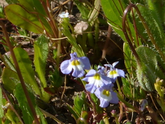 Downingia ornatissima