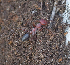 Cataglyphis nodus