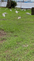Cacatua sanguinea