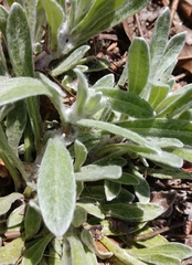 Chrysopsis gossypina