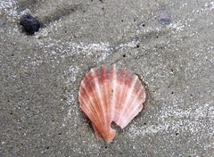 Chlamys hastata