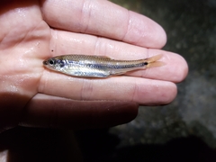 Notropis texanus
