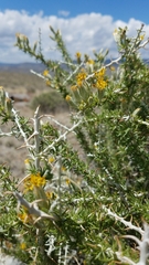 Tetradymia spinosa