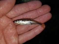 Notropis texanus
