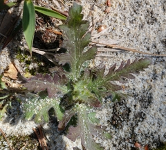 Aureolaria pectinata