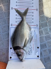 Nemadactylus macropterus