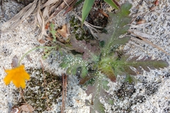 Aureolaria pectinata