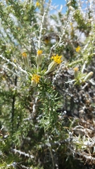 Tetradymia spinosa
