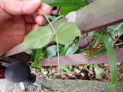 Vincetoxicum hirsutum