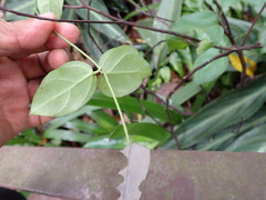 Vincetoxicum hirsutum