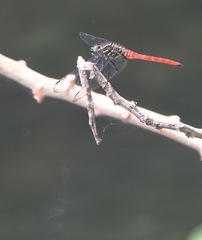 Onychothemis abnormis