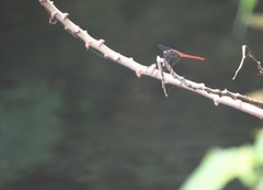 Onychothemis abnormis
