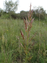 Bromus erectus