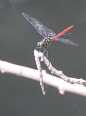 Onychothemis abnormis