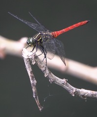 Onychothemis abnormis