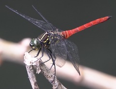 Onychothemis abnormis