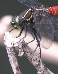 Onychothemis abnormis