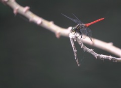 Onychothemis abnormis