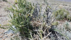 Tetradymia spinosa