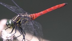 Onychothemis abnormis