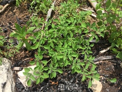 Physalis missouriensis