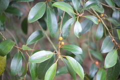 Ficus obliqua