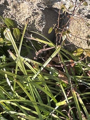 Anolis carolinensis