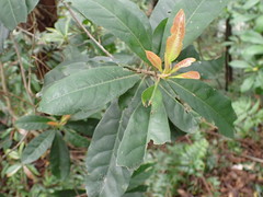 Elaeocarpus decipiens